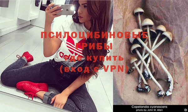 сатива Беломорск